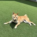 바미애견유치원 이미지