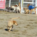 설악애견 이미지