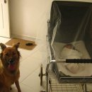 아기애견 이미지