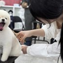애견미용 이미지