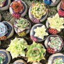 상춘농장 이미지