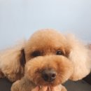 플러스애견미용실 이미지