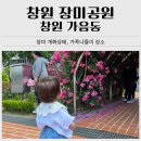 도원공원밖 담장옆 | 창원 장미공원 5월 마지막 주 개화 현황｜아이랑 가족 나들이, 주차 정보