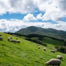 아담 목장 이미지