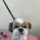 화양견화 이미지