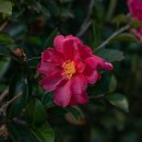 코시롱화덕피자 이미지