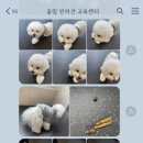 울림 반려견 교육센터 이미지