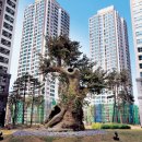 소나무가 금(金)나무… 1그루에 2000만원 `훌쩍` 이미지