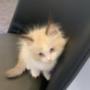 제이제이캣 이미지