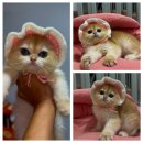 골든키티캐터리 이미지