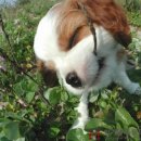 한가람동물의료센터 이미지