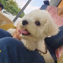 프롬퍼피 이미지