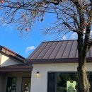 5월 감꽃 10월 홍시 이미지