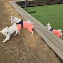 한강펫케어센터 이미지