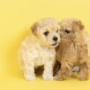 몽글몽글PET | 순천 마펫스튜디오 후기｜강아지 인생사진 다래와 아기들 첫 가족사진