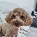 아라펫살롱 이미지