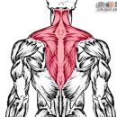 부위별 근육 명칭 및 근육 만들기 공략법 이미지