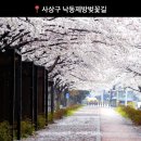 낙동제방 감전IC 부근 | 부산 삼락벚꽃축제와 사상명소 삼락생태공원, 낙동제방 벚꽃길 2023년 4월 1일