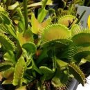 B52(비오이) 이미지