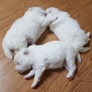 말랑말랑 이미지