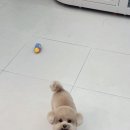 하늘펫살롱 이미지