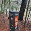 도시숲 산책길 | 오대산 월정사 전나무 숲길 아침 산책 후기(주차, 소요시간, 꿀팁)