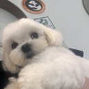 살롱 꼬미'S 이미지