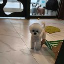 강아지 미용실 이미지