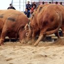 제16회 정읍전국민속소싸움 축제기간에 만난 농지은행 사업 이미지