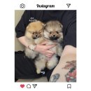 왓츠멍 남양주 강아지분양 이미지