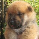 조은켄넬 이미지