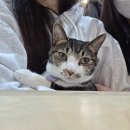 동국제약(주) AK분당점 | 분당 고양이카페 못말리는고양이에 다녀와서 | 성남 서현동 산호프라자(주차정보)