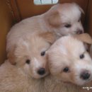 똥강아지 이미지