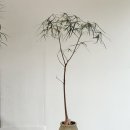 바오밥트리