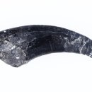 공룡발톱 이미지