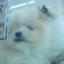 대구강아지분양 도로시펫 이미지