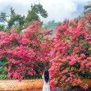[국도23] 논산시 야화리 | 사진 한 장에 여름이 다 담기는 280년 사당 지키는 무료 배롱나무 명소
