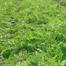 민들레 영농조합법인 이미지