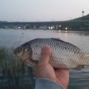 송라낚시터 이미지