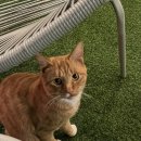 스테이 너울 이미지