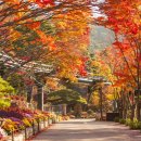 숲속노을 동물병원 | 곤지암 화담숲 완벽 가이드: 입장료, 주차, 단풍 최고 인생샷 코스 추천
