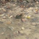 서봉산 산림욕장 2 네이버블로그