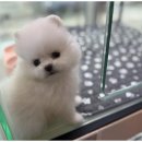 상상도그 이미지