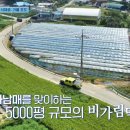 정문길 110 | 언니네 산지직송 11화 강화 포도 파는 곳 택배 배송 주문 방법 - 이광종 이규호