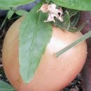 영민농장 이미지