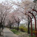 벚나무길 이미지