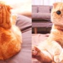 미모고양이 인사이트