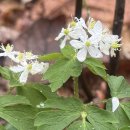 야생화길 이미지