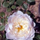 더 제너러스 가드너 장미 (The Generous Gardener Rose) - Shrub - David C. H. Austin 이미지