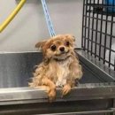 행복한댕댕이 이미지